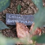 DIY Garden Plant Markers: 7 Proven Tips to Avoid Frustrating Label Mix-Ups