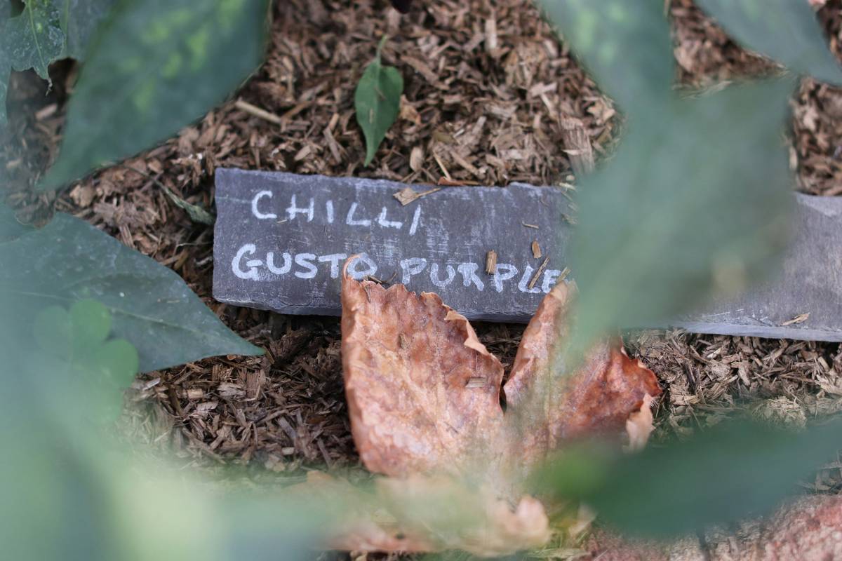 DIY Garden Plant Markers: 7 Proven Tips to Avoid Frustrating Label Mix-Ups