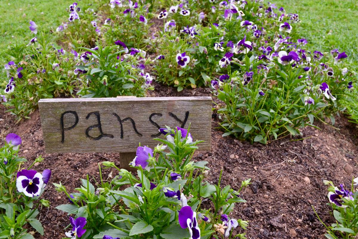 Handmade diy garden plant markers embedded in raised garden beds with fresh herbs and tomatoes visible beside each labeled plot